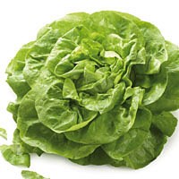 Frischer Kopfsalat Frischer Kopfsalat