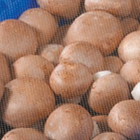 Frische Champignon braun 400g Schale