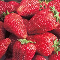 Frische Erdbeeren, Deutschland, 500g Schale