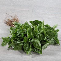 Frischer Basilikum 40g Frischer Basilikum 40g