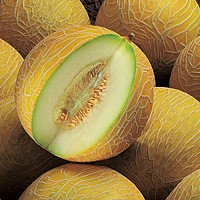 Frische Galiamelone 1 Stück Frische Galiamelone 1 Stück